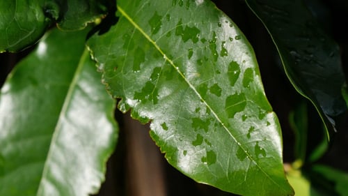 Grünes Blatt