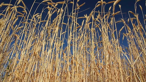 Golden Wheat Field Against Deep Blue Sky