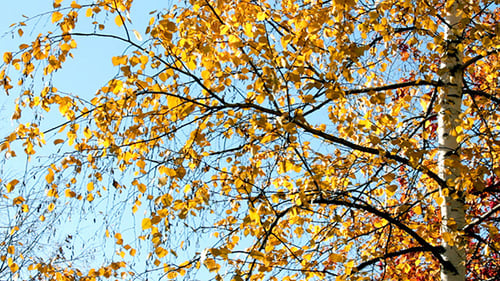 Feuilles de bouleau jaune vif automne