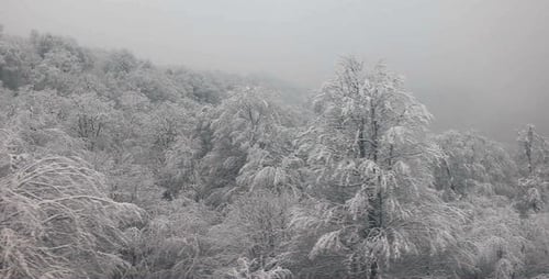 Winterwald-Luftbild