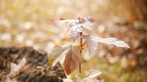Der Frühling kommt