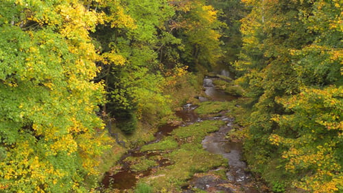 Forest & River, Autumn