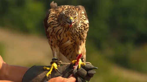 Falke schluckt Essen