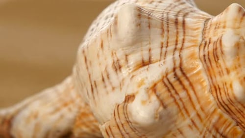 Sea Shell, Rotation, Closeup