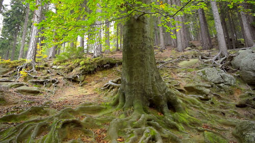 Forest & Stone