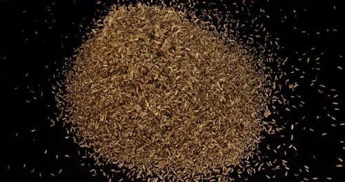 Seeds of Fennel, foeniculum vulgare Exploding against black Background, slow motion 4K