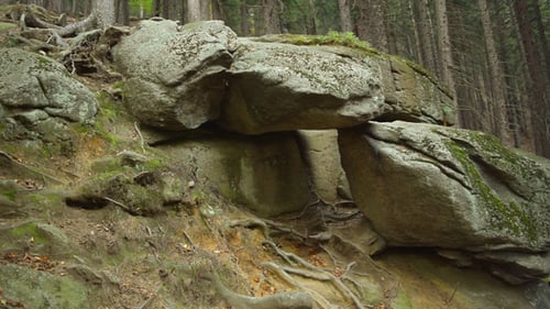 Forest & Stone