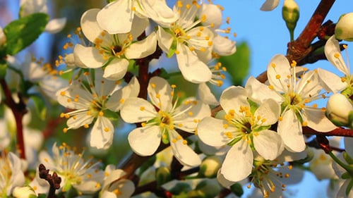 White Blossoms Bloom on Branch in Spring Sunlight