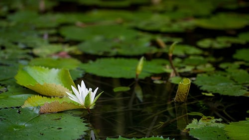 White Water Lily Blooming in a Tropical Pond
