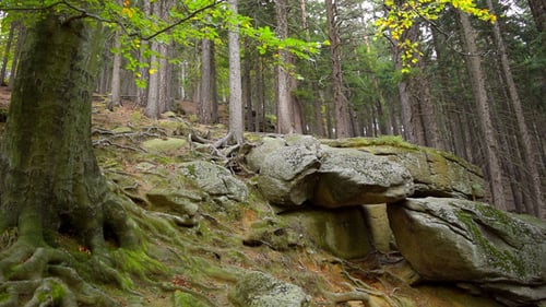 Forest & Stone