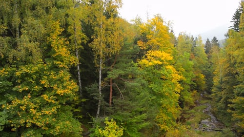 Forest & River, Autumn