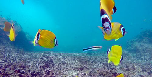 Butterfly Fish Swimming Near Coral Reef