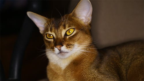 Abessinische Katze