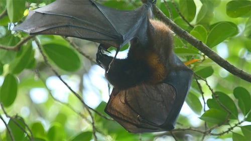 Fliegender Fuchs