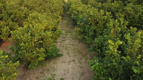 Hazelnut Agriculture Cultivation