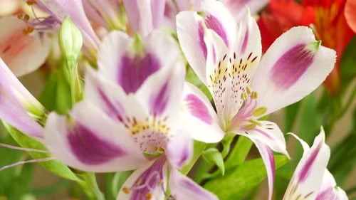 Close Up of Flowers with Purple Petals