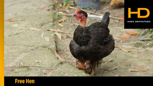 Hen Sitting over her Baby Chicks in Yard