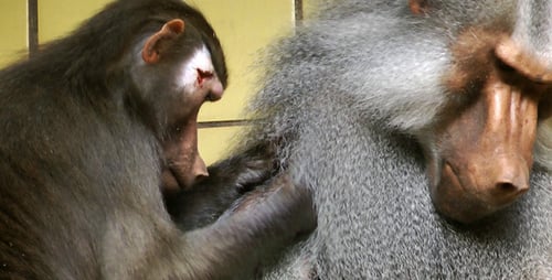 Baboon in the Zoo 2