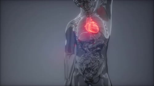 Human Heart Radiology Exam