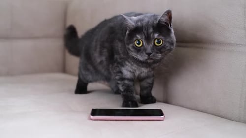 El gato se comporta inquieto junto al teléfono inteligente