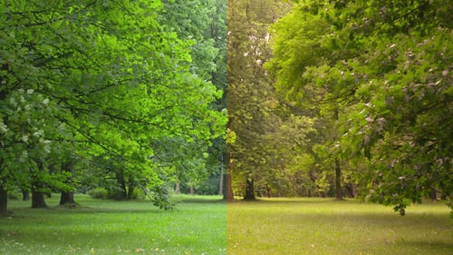 Tree & Wind (2clips)