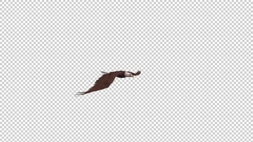 Bald Eagle - Gleitschleife - Seitenansicht