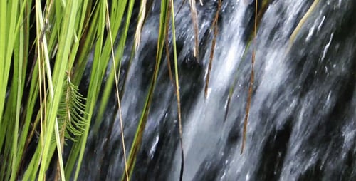 Waterfall and Green Plant