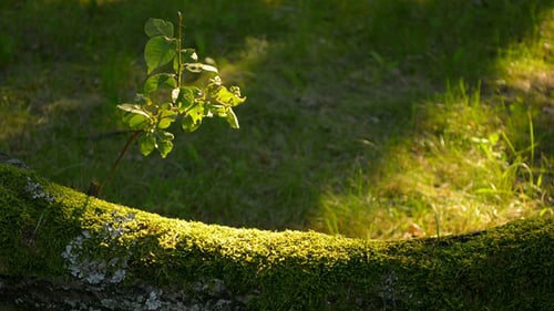 Mossy Log in Nature with Bright Sunlight