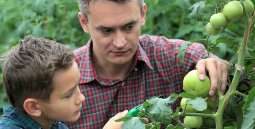Boy and Adult Tend to Garden Vegetables Together