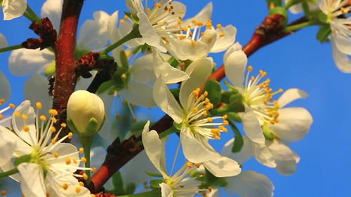 Branch With Blossoms Against A Bright Blue Sky
