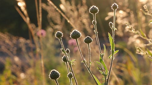Tiges d'herbe sèche contre le coucher du soleil