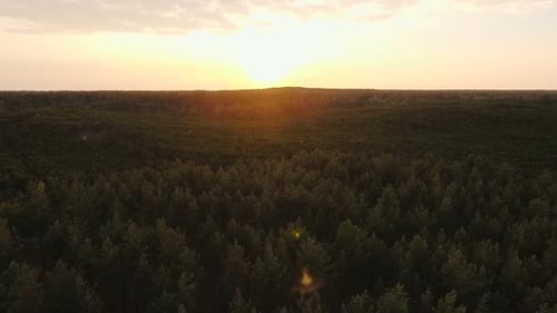 Zum Sonnenuntergang über dem Wald fliegen