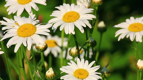 Camomiles At Summer