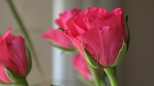 Close Up of Beautiful Pink Rose Blossoms