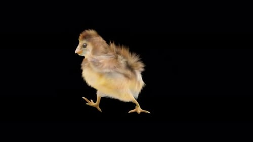 Adorable Chick Walking Animation
