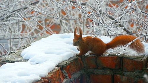Squirrel In The Winter Branches