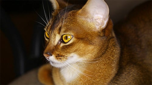 Abyssinian Cat