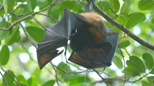 Fliegender Fuchs