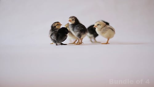 Fluffy Adorable Baby Chicks Walking Together