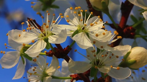Delicate White Flowers Blooming on Branch Against Blue Sky