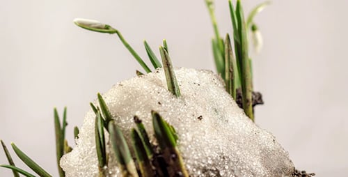 Melting Snow Reveals Green Plants in Spring