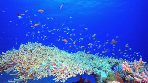 Bunte Unterwasserfische