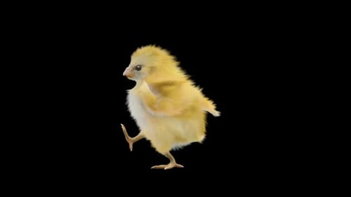 Animated Fluffy Yellow Chick Walking Loop