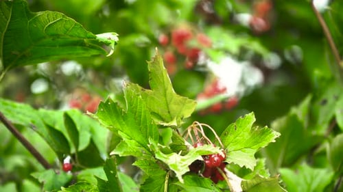 Branch of Viburnum Berries.