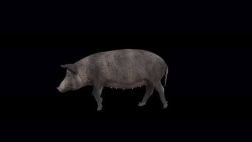 4K Schweine-Spaziergang