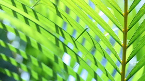 Green Leaf In Nature 379