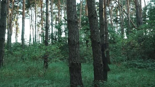 Evil Witch Hooded Creature Walking Across Forest