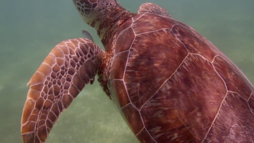 Unechte Unechte Unterwasserschildkröte Mexiko 24