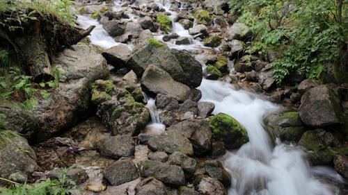 Scenic Stream Flowing Over Mossy Rocks