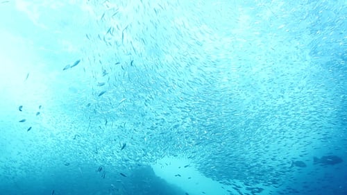 Fish Mexico Diving Baja California Sur 27